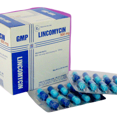 Lincomycin 500mg Nghệ An (H/100v)