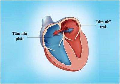 Tâm Nhĩ Là Gì? Các Bệnh Thường Gặp Ở Tâm Nhĩ